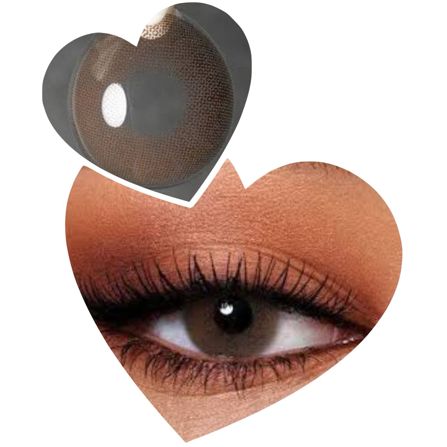 Queen Chocolate- pupila normal
